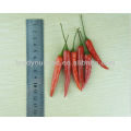 Semillas de vegetales Pyrium P17 Rocket de China de semillas de hot gill